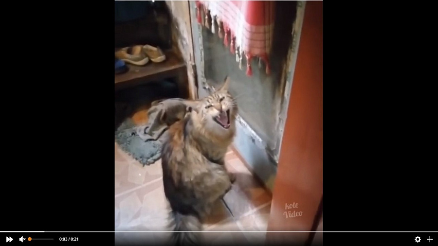 Кот, устроивший скандал хозяйке из-за закрытой двери, удивил пользователей Сети