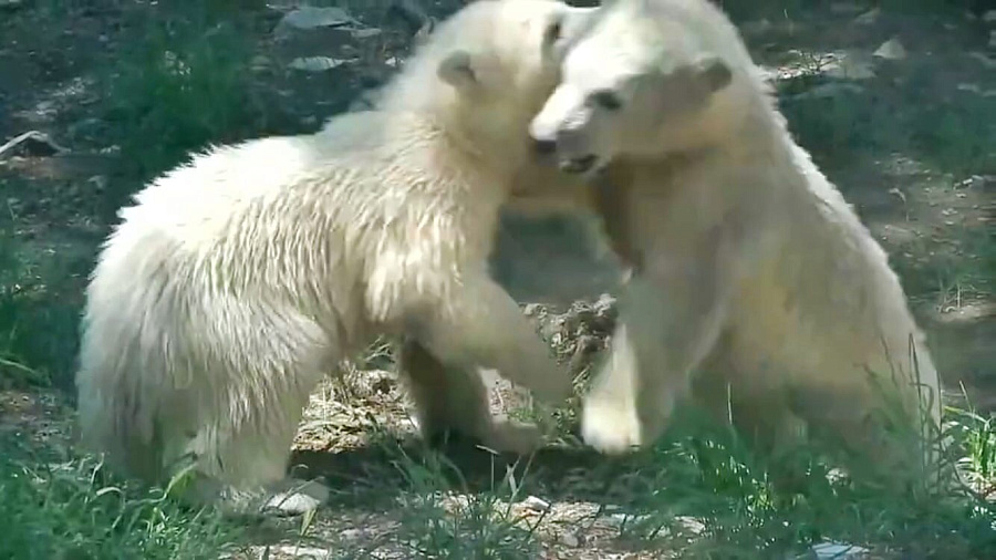 В Сафари-Парке Геленджика показали летние игры подросших белых медвежат (ВИДЕО)