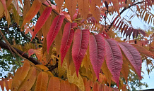 Дождь по заказу: на Кубани запускают технологию искусственных осадков