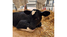 В Краснодарском крае впервые успешно клонировали корову