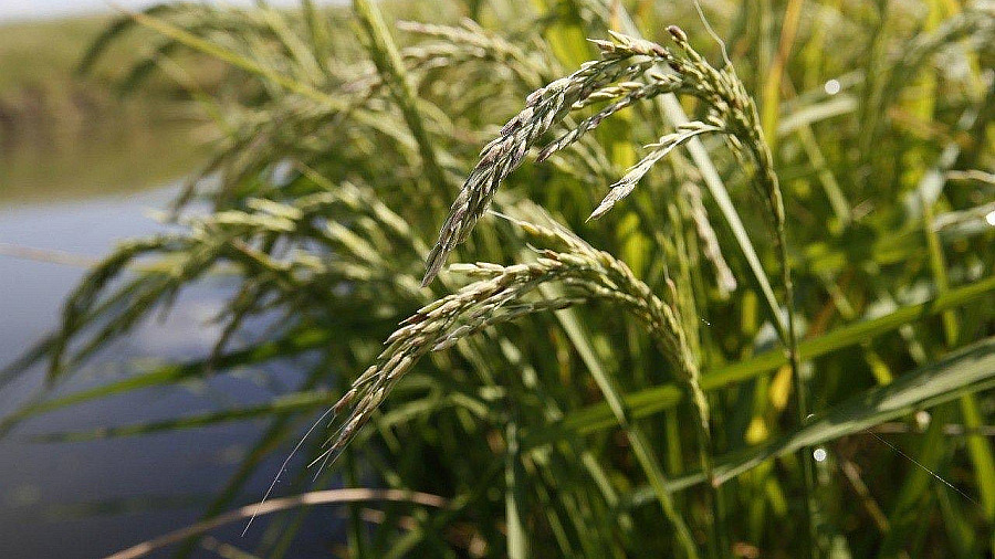 «В этом году в планах засеять около 120 тысяч гектаров». Губернатор рассказал о подготовке к севу риса в Краснодарском крае