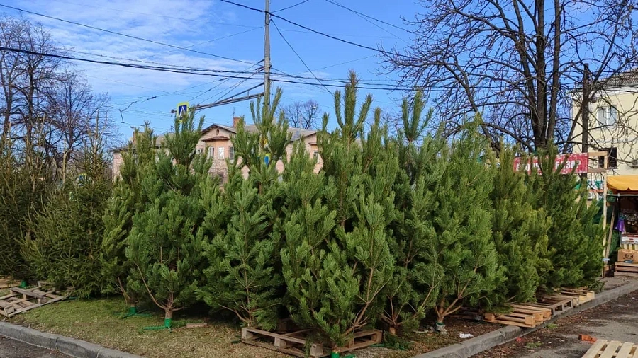 В Краснодаре откроются елочные базары и новогодние ярмарки