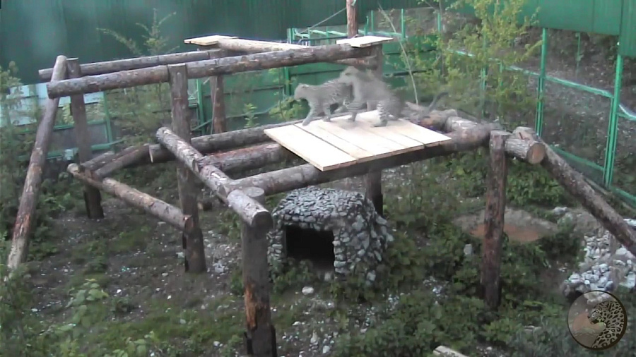 Игры в догонялки молодых леопардов в Сочинском нацпарке попали на видео