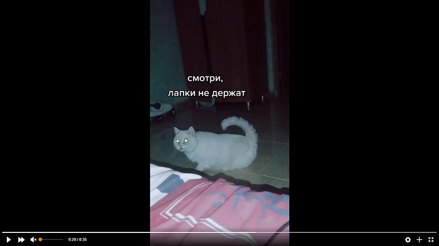 Голодный кот, разыгравший драму из-за отсутствия еды, рассмешил пользователей Сети