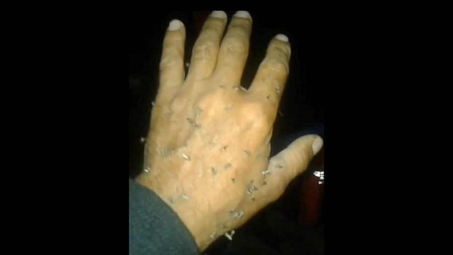 «Армия из тысяч, с ног сбивают»: в Краснодарском крае жители сняли нашествие полчища комаров (ВИДЕО)