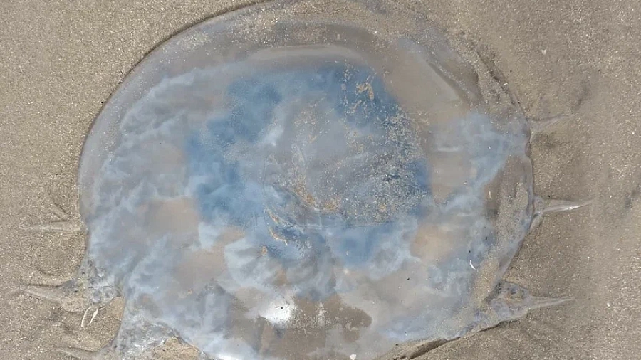 Ученые прогнозируют высокую численность медуз в Азовском море на ближайшие годы