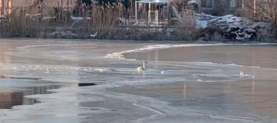 Спасатели на санях вызволили лебедя из ледяного плена на реке в Анапе