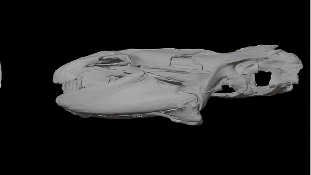 На Кубани ученые нашли останки древнего зубастого монстра