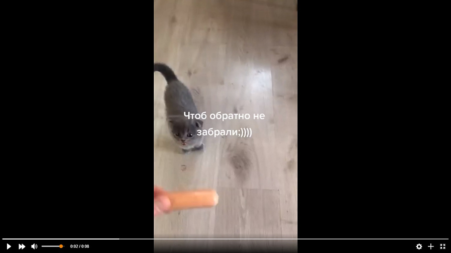 Голодный котенок, жадно вцепившийся в сосиску, рассмешил соцсеть