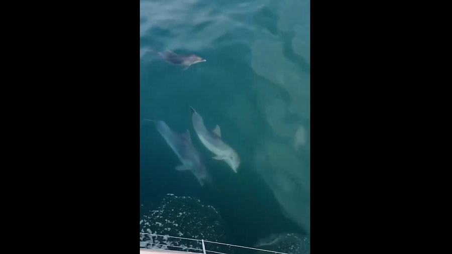 Стая дельфинов устроила в море «танцевальное шоу» для туристов в Сочи