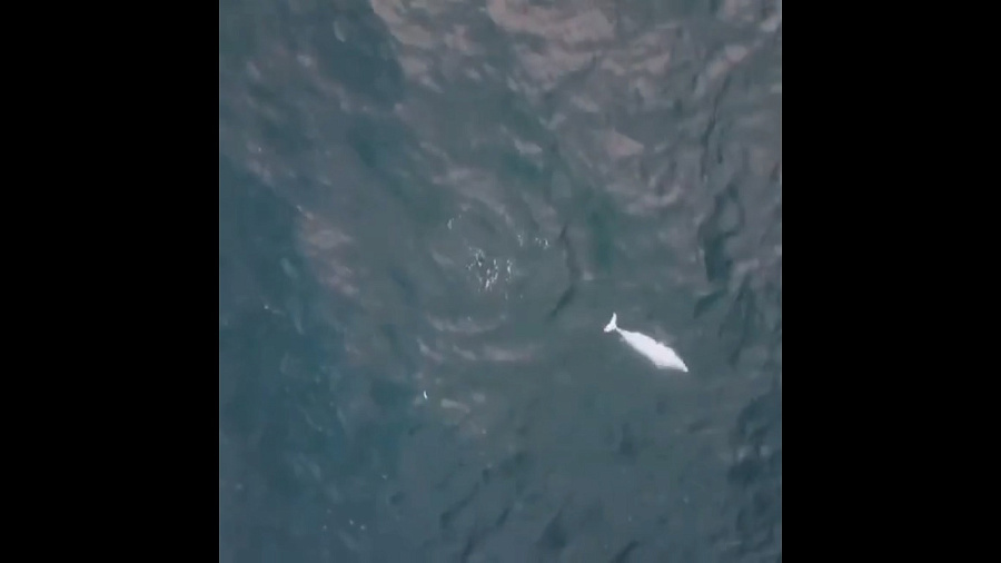 У берегов Анапы сняли на видео редчайшего дельфина-альбиноса