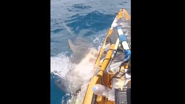 Огромная акула атаковала рыболовный каяк и попала на видео