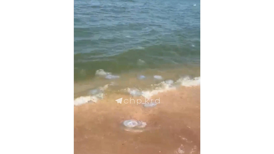 В Темрюкском районе на берег Азовского моря выбросило сотни мертвых медуз-гигантов