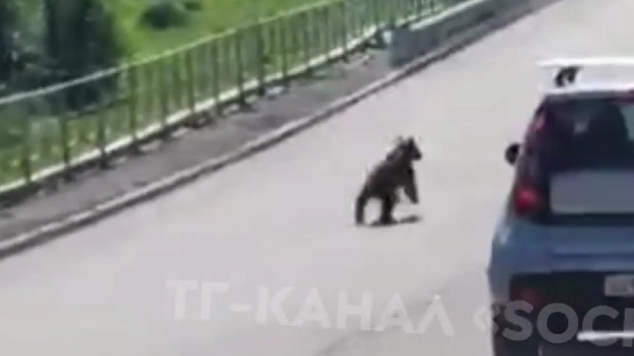 Туристы сняли на видео медвежонка, разгуливавшего по Сочи