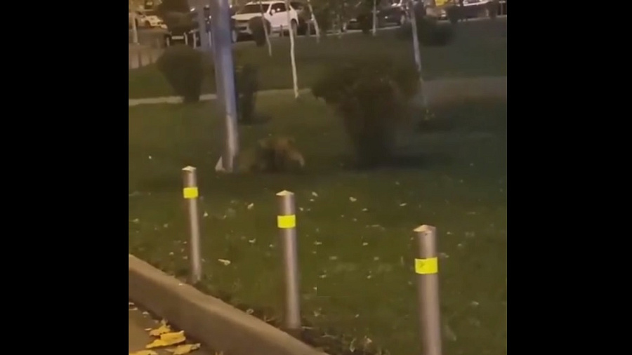 В Краснодаре сняли на видео гуляющую по улице дикую лису