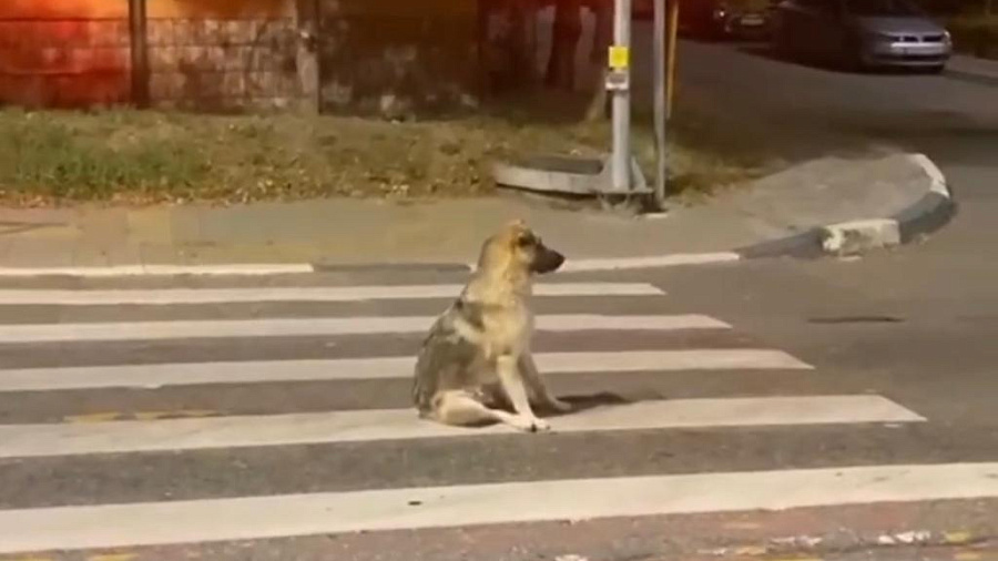 В Сочи «зависшая» на дороге перед машинами бездомная собака попала на видео