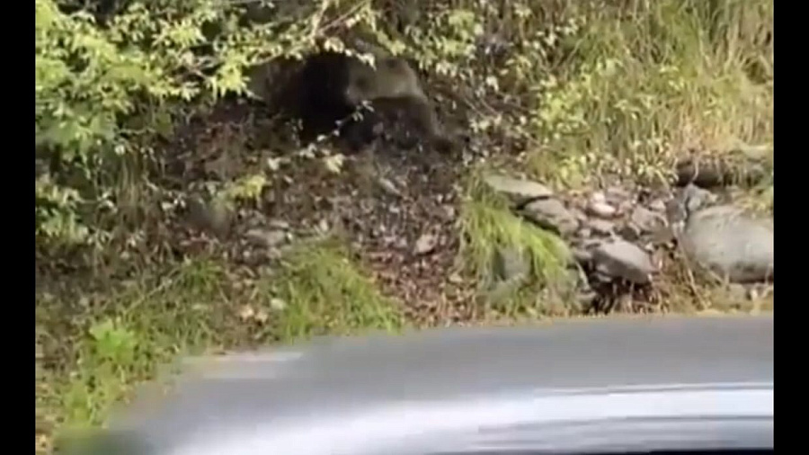 В Сочи в нескольких метрах от пешеходной дороги поселился маленький медвежонок. Видео