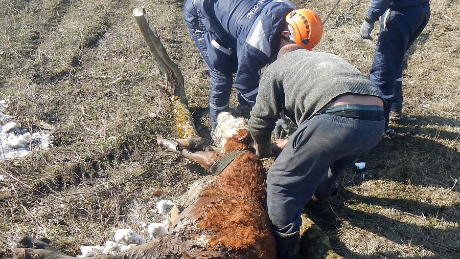 В Краснодарском крае спасение коровы из 4-метрового колодца попало на видео