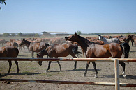 В Краснодарском крае на развитие коневодства в 2024 году выделили более 100 миллионов рублей господдержки