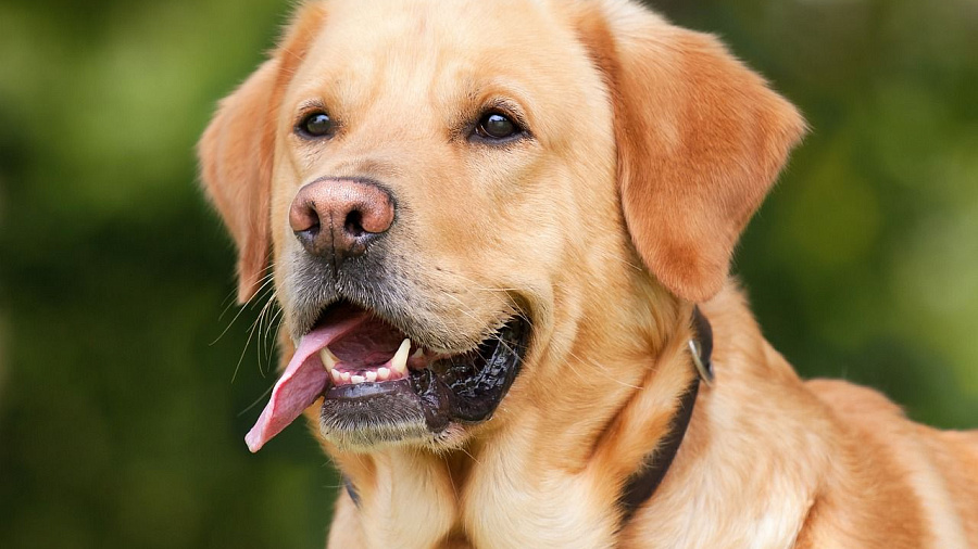 В Геленджике введен карантин из-за собак, больных лептоспирозом