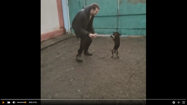 Такса, танцующая как человек, покорила соцсети