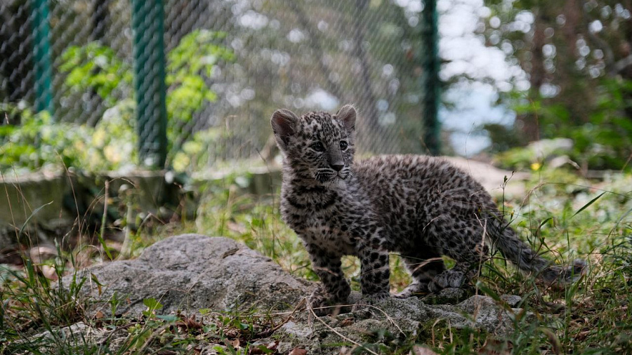 В нацпарке Сочи рассказали о котенке переднеазиатского леопарда, от которого отказалась мать