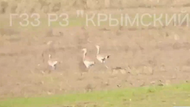 Семь краснокнижных птиц впервые попали на видео в заказнике «Крымский»