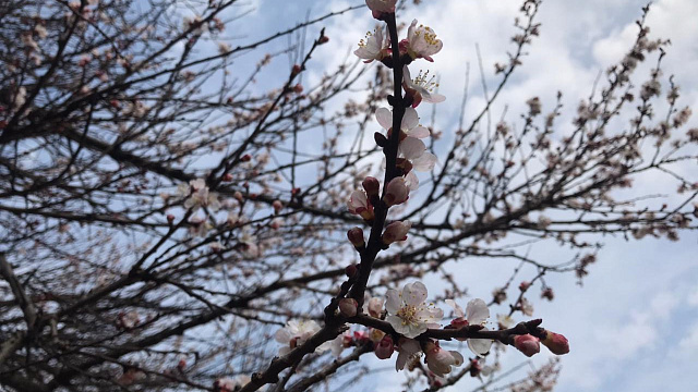В начале недели в Краснодаре и крае пройдут сильные дожди с грозой, градом и порывистым ветром