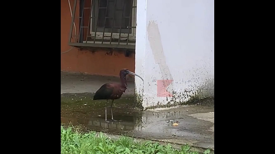 На улицах Краснодара жители заметили необычную птицу, занесенную в Красную книгу (ВИДЕО)