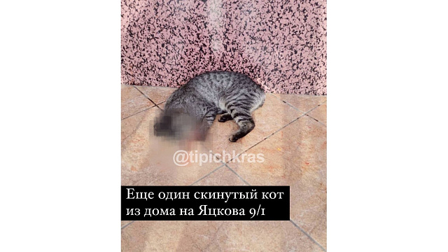 В Краснодаре неизвестные сбрасывают котов с балконов. Полиция проводит проверку