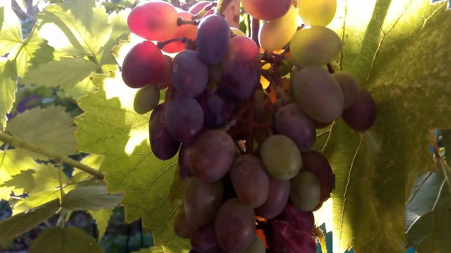 В Краснодарском крае из-за засухи пострадал урожай винограда