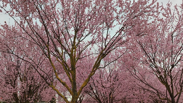 Розовый рай: в парке Галицкого началась фотоохота на сливу Нигра