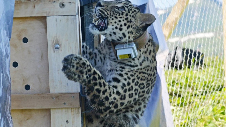 В Сочи перевезут 4 взрослых переднеазиатских леопарда из Ирана и Туркменистана