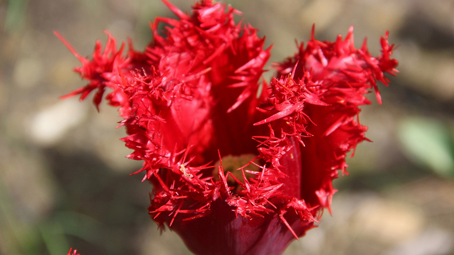 Сочинский «Дендрарий» украсил самый весенний цветок