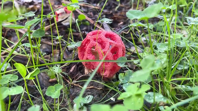 Ученые рассказали о «коврах» из краснокнижных ядовитых грибов в Сочи