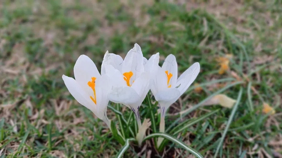 В парке Галицкого распустились первые вестники весны