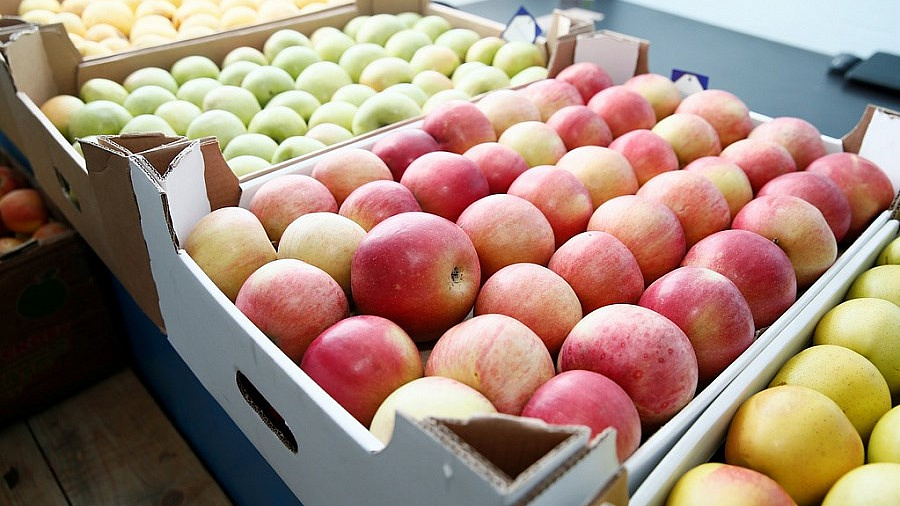В Краснодарском крае аграрии собрали 430 тысяч тонн фруктов и ягод