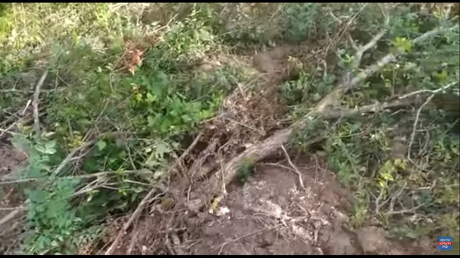 Житель Краснодарского края на бульдозере уничтожил десятки деревьев в Крыму