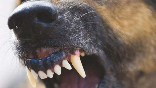 Стая бродячих собак держит в страхе жителей Восточно-Кругликовского района Краснодара