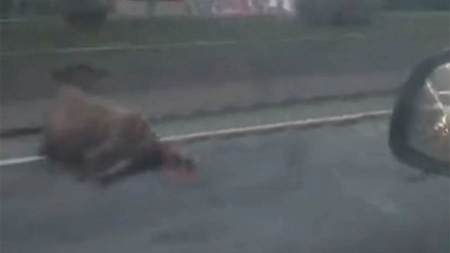 Стадо коров вышло на трассу в Сочи и спровоцировало ДТП (ВИДЕО)