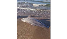 Огромный мертвый дельфин найден на пляже Анапы