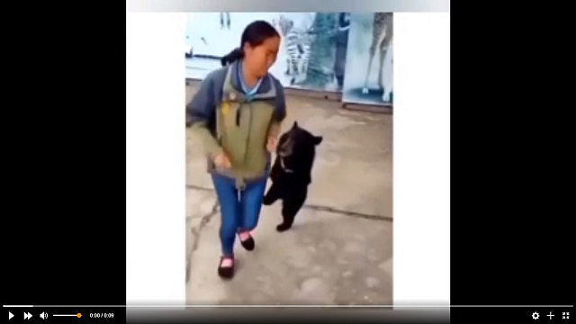 Медвежонок, повторяющий движения за человеком, стал звездой Сети