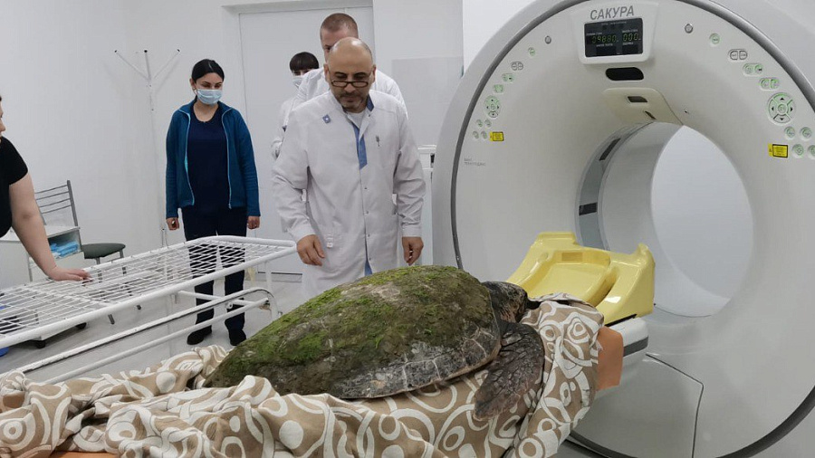Гигантской средиземноморской черепахе, прибившейся к берегу Анапы, врачи сделали компьютерную томографию