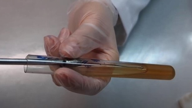 В Сочинском нацпарке нашли источник антибиотика, активного против стойких бактерий