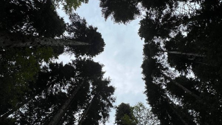 В Сочи «Головинский лесопарк» обрел статус особо охраняемой природной территории