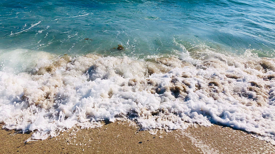 Сенсационная находка в Азовском море: как кубанским ученым удалось вернуть исчезнувший 70 лет назад вид осетра