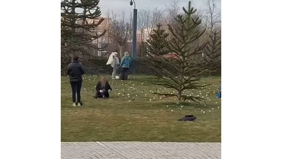 В Краснодаре местные жители пожаловались на горожан, вытаптывающих крокусы в парке Галицкого