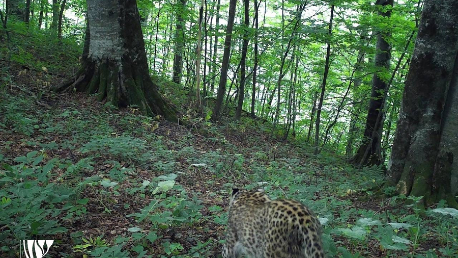 Леопард Хоста из Сочи впервые после выпуска в Осетии попала в обзор фотоловушек