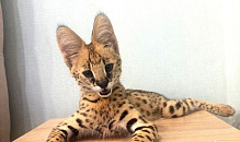 Юрий Бурлачко анонсировал повестку мартовской сессии ЗСК