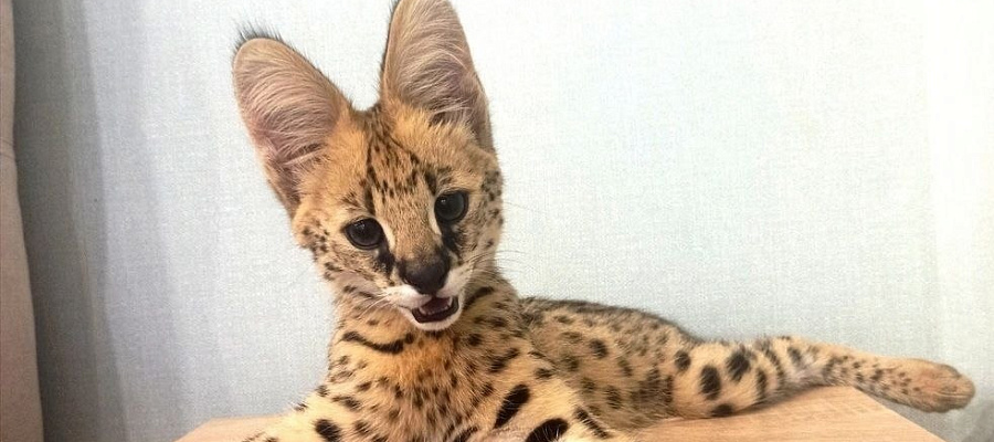 Окрашенный сервал, замаскированный под кота, не прошел таможню в Сочи